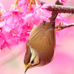 Birds Slide